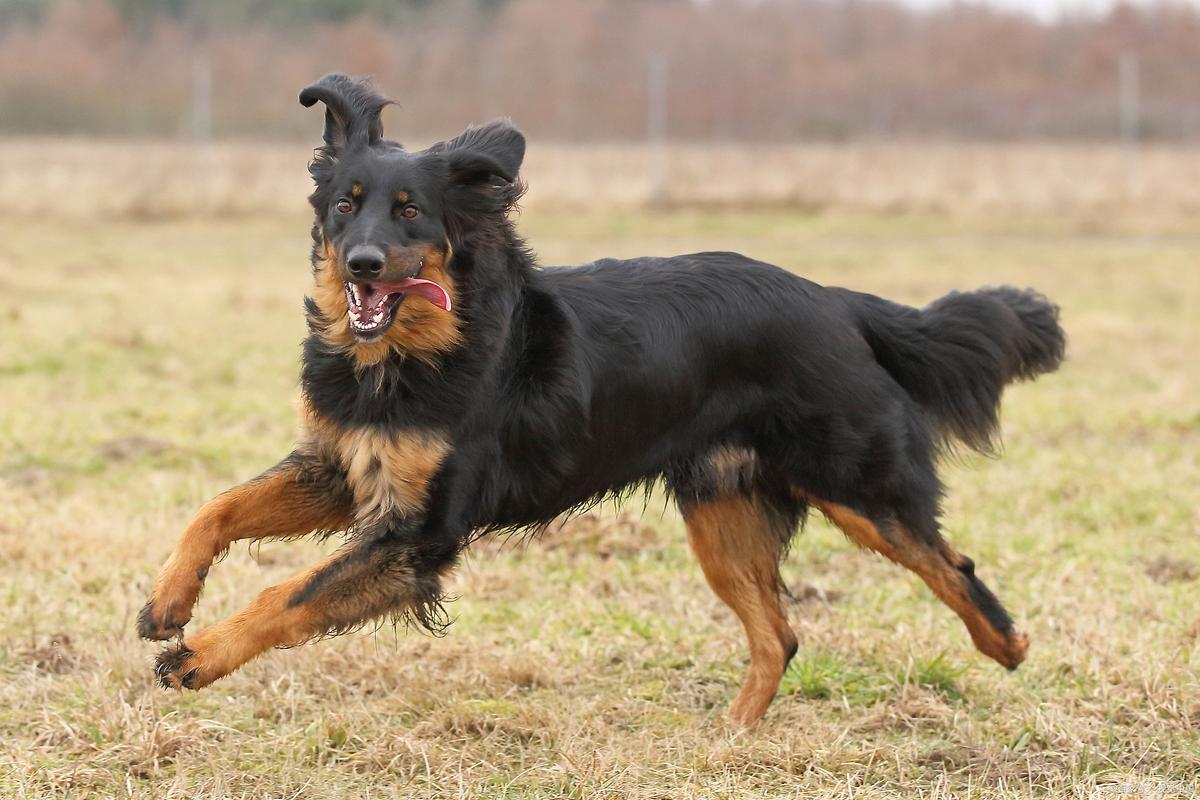 2025新澳门正版免费挂牌灯牌和中国下司犬外网爆火与中国下司犬介绍
