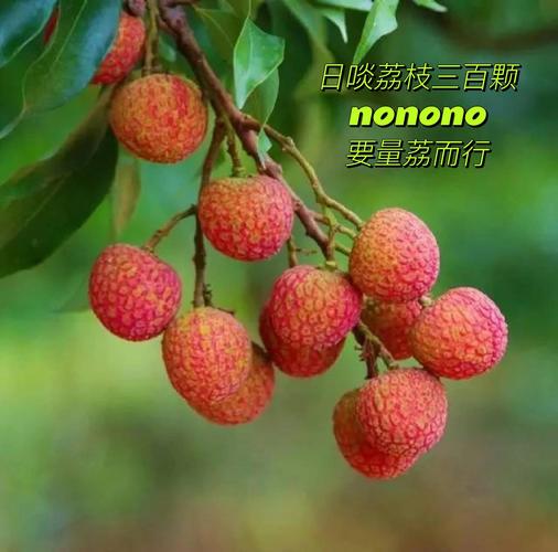 2025年澳门天天开奖和荔枝冷藏再吃不上火与荔枝冷藏好吃吗