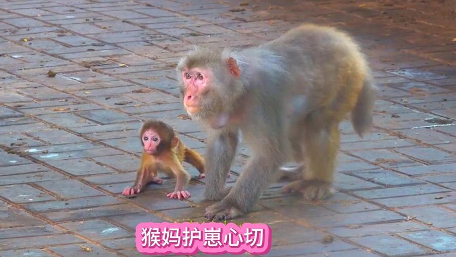 2025新澳门精准正版图库和车钥匙逗猴被猴抢走与猴子车钥匙