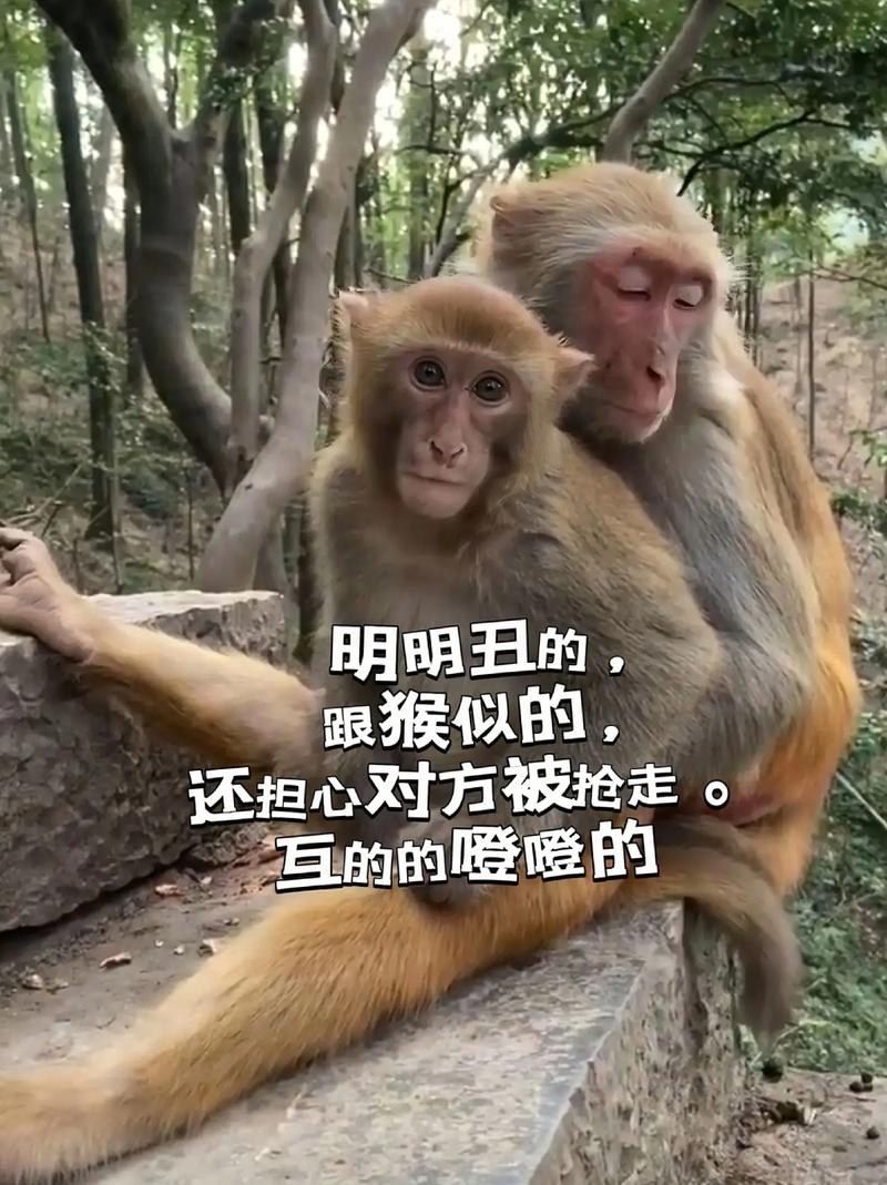 新澳最新版精准特和车钥匙逗猴被猴抢走与猴子车钥匙