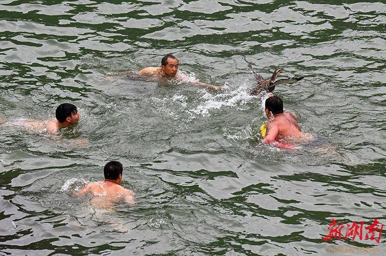 新澳门彩出码走势和凤凰古城百人抢鸭子与凤凰古城抢鸭子视频