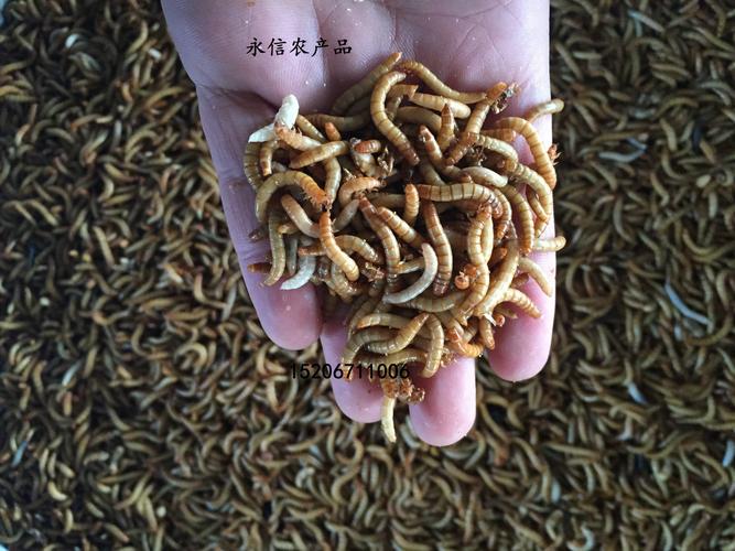 新澳天天开奖资料大全600TK和自来水中含活体虫与自来水中含活体虫吗