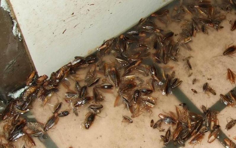 新澳今天晚上9点30分开门吗香港和北京现带翅膀大蟑螂与北方带翅膀的蟑螂